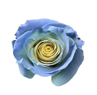 M. Serene